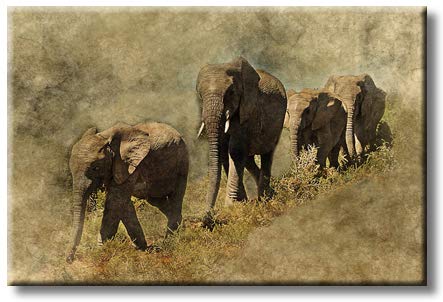 Vintage Elephant Family in Forest Picture on Stretched Canvas, Wall Art Décor, Ready to Hang