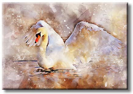 Swan, Picture on Streched Canvas, Wall Art Décor, Ready to Hang