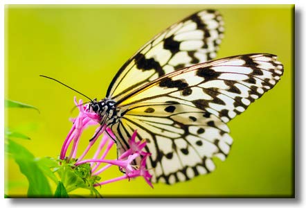 Butterfly Sipping Flower Nectar Modern Picture on Stretched Canvas, Wall Art Décor, Ready to Hang