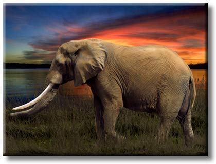 Elephant Walking in Green Grass in The Evening on Sunset Picture on Stretched Canvas, Wall Art Décor, Ready to Hang