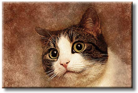 Lovely Cute Cat Picture on Stretched Canvas, Wall Art Décor, Ready to Hang