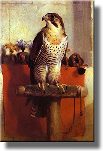 Falcon Bird Picture on Stretched Canvas Wall Art Décor, Ready to Hang!