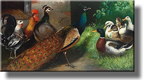 Peacock, Rooster, Chicken, Ducks Picture on Stretched Canvas, Wall Art Décor, Ready to Hang!