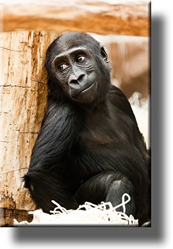 Monkey, Chimpanzee Hiding Giving Looks, Picture on Stretched Canvas, Wall Art Décor, Ready to Hang!