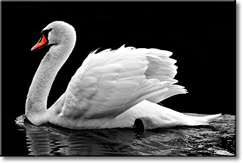 Swan, Picture on Streched Canvas, Wall Art Décor, Ready to Hang