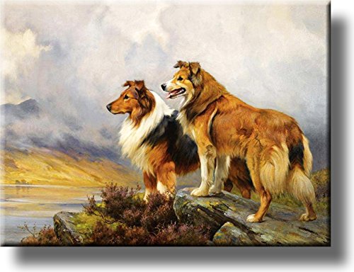 Collie Dogs on a Mountain Picture on Stretched Canvas, Wall Art Décor, Ready to Hang!