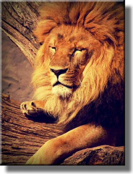 Lion Resting Picture on Stretched Canvas, Wall Art Décor, Ready to Hang!