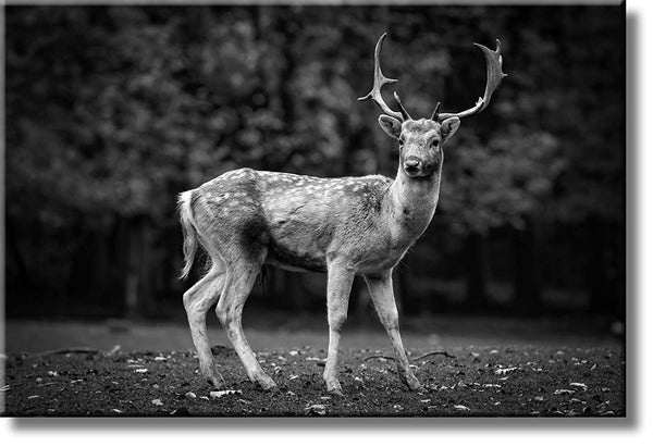 Deer in Nature Black Picture on Stretched Canvas, Wall Art Décor, Ready to Hang