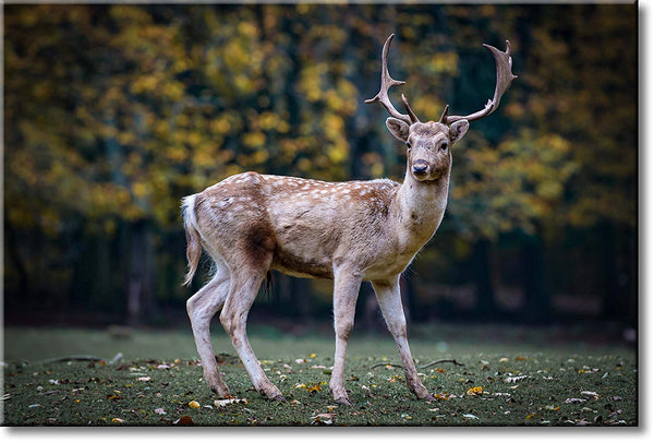 Deer in Nature Original Picture on Stretched Canvas, Wall Art Décor, Ready to Hang